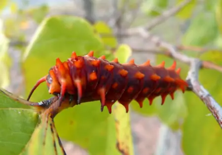 Pipevine Swallowtail Caterpillar (Battus philenor)