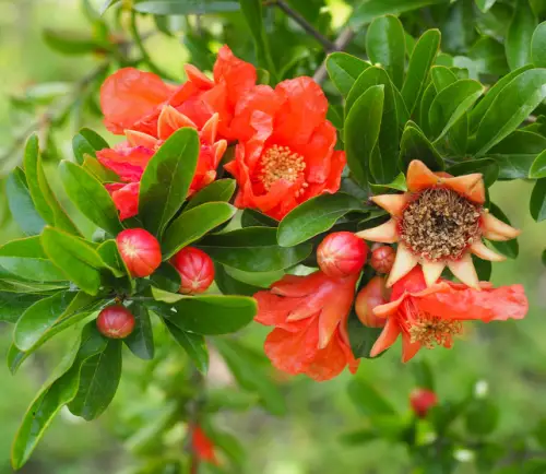 Pomegranate Tree (Punica granatum)