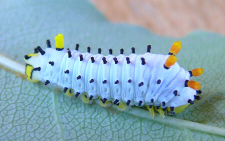 Promethea Moth Caterpillar (Callosamia promethea)