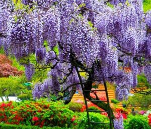 Purple Flowering Wisteria Vine
