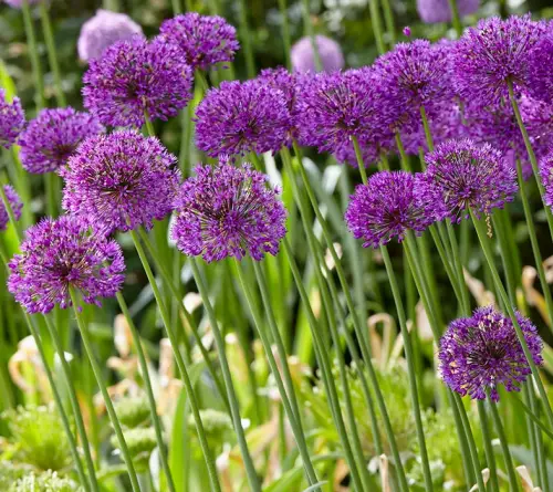 long stem purple flowers