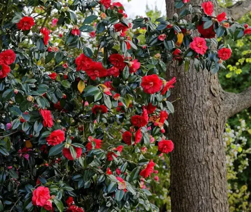Red Flowering Camellia (Camellia japonica)