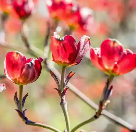 Red Flowering Dogwood Tree