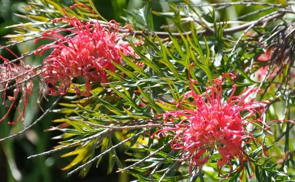 29+ Types of Trees with Red Flowers with Pictures, Identification