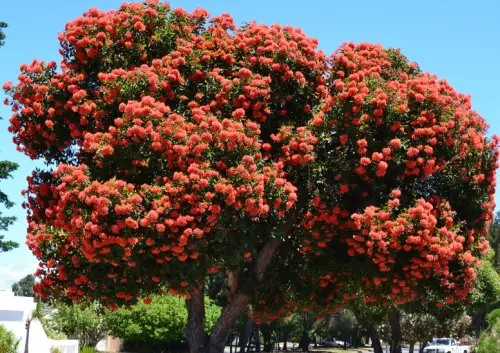 Red Flowering Gum Tree (Corymbia ficifolia)