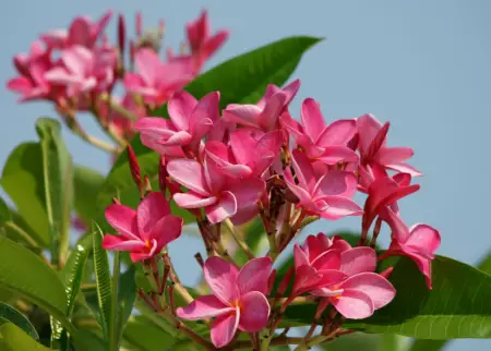 Trees with Red Flowers