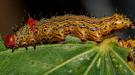 Red-Humped Caterpillar