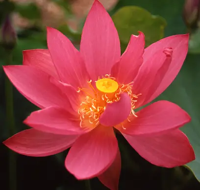 Red Scarf Lotus (Nelumbo)