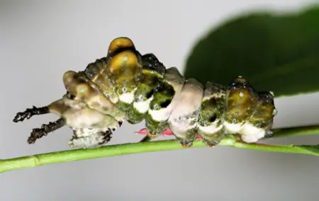 Red-Spotted Admiral Caterpillar (Limenitis arthemis)