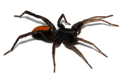 Red-Spotted Ant Mimic Spider