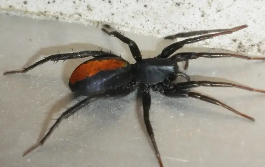 19 Types of Black and White Spiders in Texas with Pictures