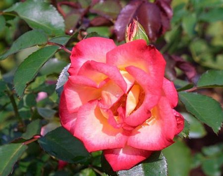 Roses (Genus Rosa)