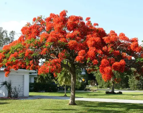 Royal Poinciana Tree (Delonix regia)