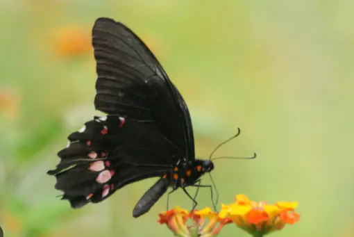 Sao Paulo Swallowtail (Papilio anchisiades)