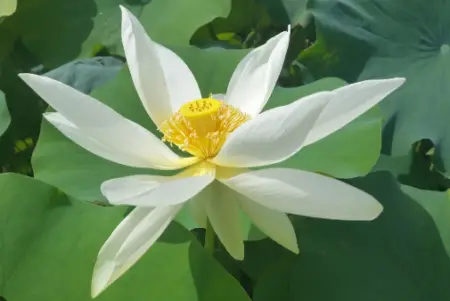 Shirokunshi Tulip Lotus