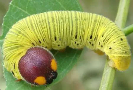 Silver-Spotted Skipper Caterpillar (Epargyreus clarus)