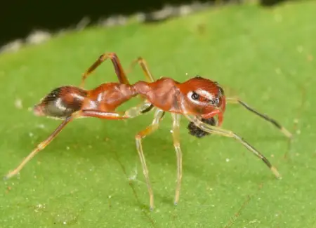 Slender Ant-Mimic Jumping Spider
