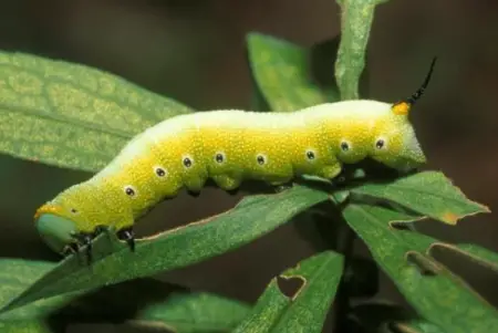 Snowberry Clearwing Caterpillar (Hemaris diffinis)