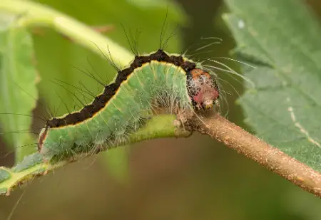 Splendid Dagger Caterpillar