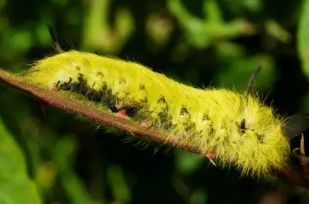 Spotted Apatelodes Caterpillar