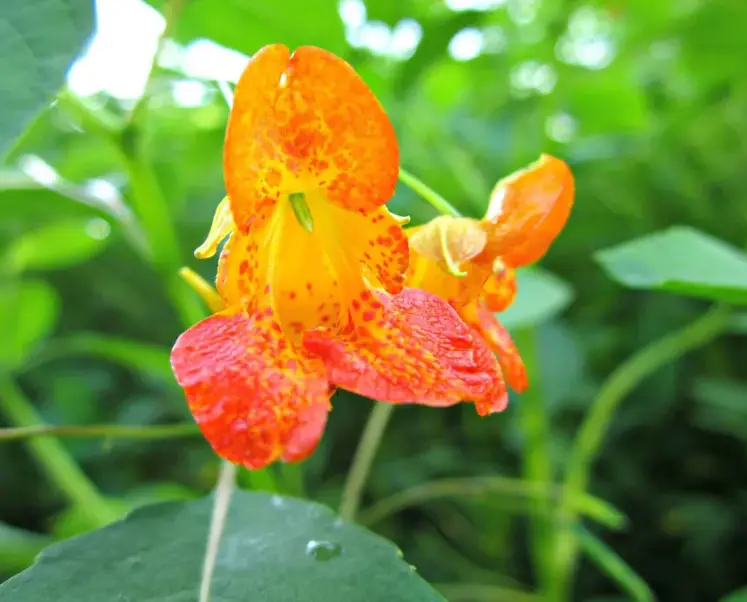 Types of Wildflowers