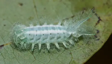 Spun Glass Slug Caterpillar (Isochaetes beutenmuelleri)