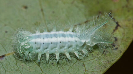 Spun Glass Slug Moth Caterpillar (Isochaetes beutenmuelleri)