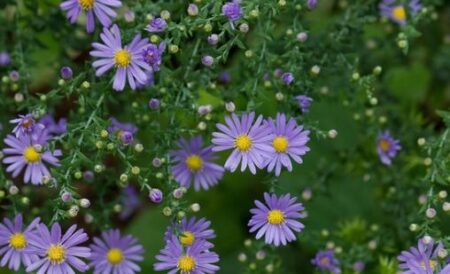 Symphyotrichum leave (Smooth Blue Aster)
