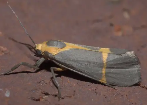 Thin-Banded Lichen Moth