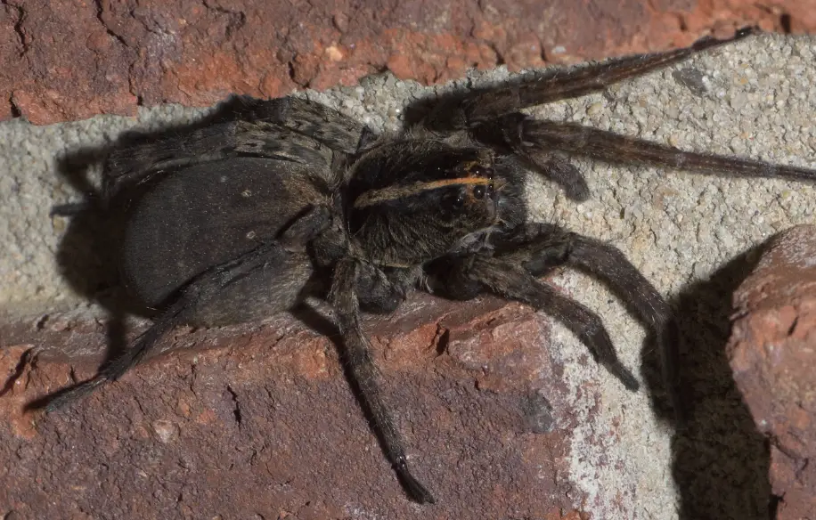 Types of Spiders in Montana