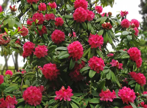 Tree Rhododendron (Rhododendron arboreum)