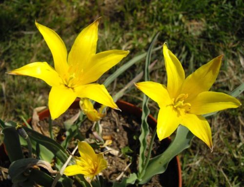 Tulipa 'Altaica'
