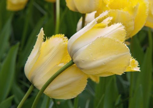 Tulipa 'Fringed Elegance'