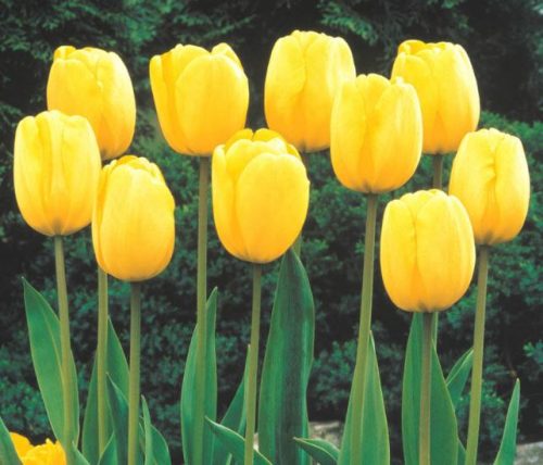 Tulipa 'Sun Gold'