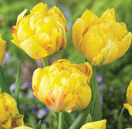 Types of Yellow Tulips