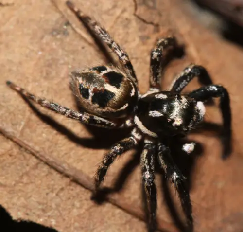 Twin-Flagged Jumping Spider