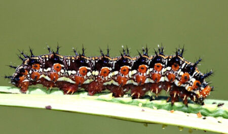 Variegated Fritillary Caterpillar (Euptoieta claudia)