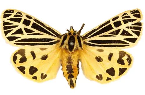 Virgin Tiger Moth