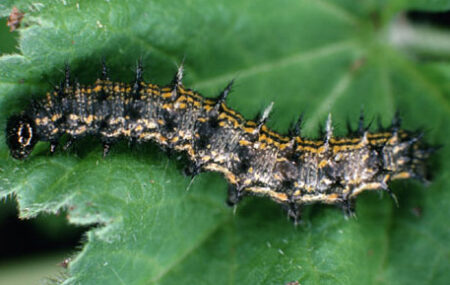 West Coast Lady Caterpillar (Vanessa annabella)