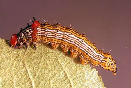 Western Red-Humped Caterpillar