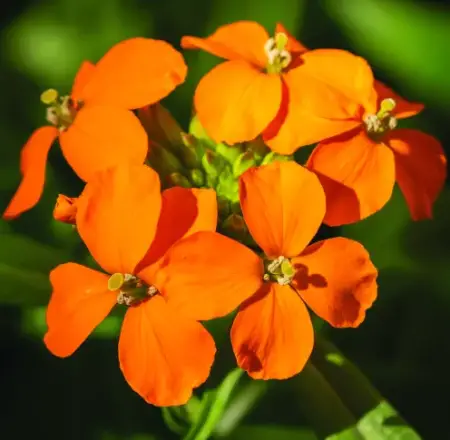 Orange Wildflowers