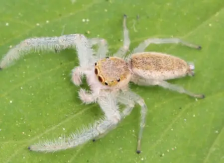 White-Jawed Jumping Spider
