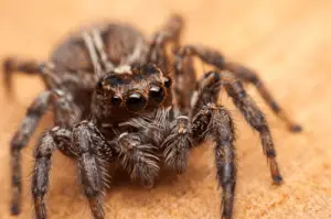 Wolf Spiders in California