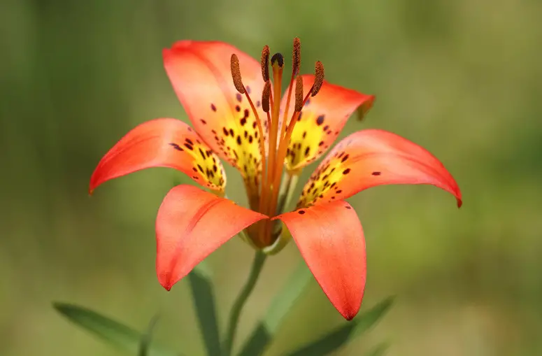 Types of Wildflowers