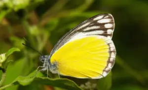 Yellow and Black Butterfly