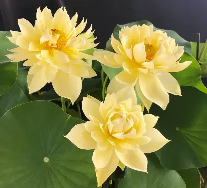 Yellow Lotus of the Shine