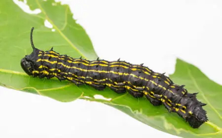 Yellow-Striped Oakworm Caterpillar (Anisota peigleri)