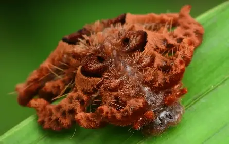 monkey slug caterpillar