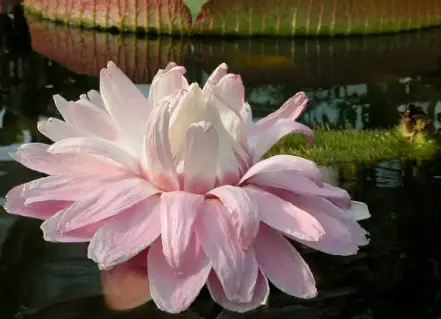 royal lotus flower