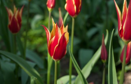 32 Types of Red Tulips for Your Garden